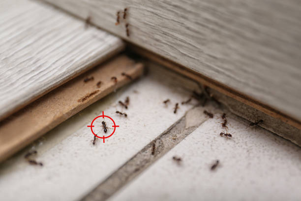 Best Mosquito Control Services  in Cherry Valley, IL