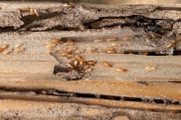 Best Best Pest Control Companies  in Cherry Valley, IL