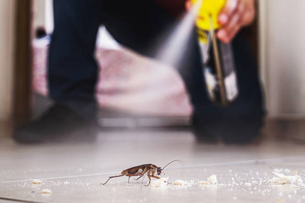 Wasp Removal Services in Cherry Valley, IL